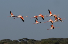 Greater Flamingos (Phoenicopterus roseus) in flight