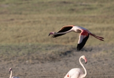 Greater Flamingo (Phoenicopterus roseus) in flight low