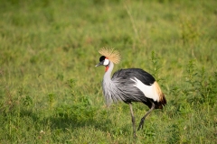 Crowned Crane (Balearica regulorum)