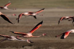 Greater Flamingos (Phoenicopterus roseus) in flight