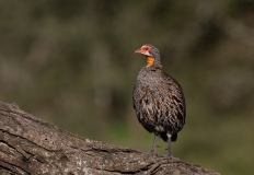 Grey-breasted spurfowl or grey-breasted francolin (Pternistis rufopictus)