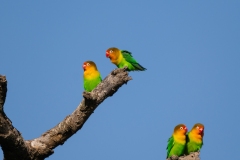 Fischer's Lovebird (Agapornis fischeri)