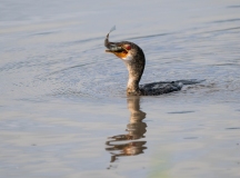 Long-tailed cormorant (Microcarbo africanus) swimming with fish (Tilapia) in its beak