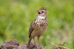 Rufous-naped Lark (Mirafra africana) calling