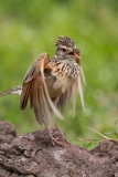 Rufous-naped Lark (Mirafra africana)