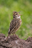 Rufous-naped Lark (Mirafra africana) calling