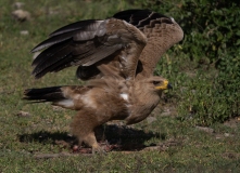 Tawny Eagle (Aquila rapax) taking flight from the ground