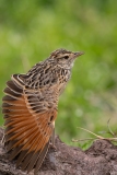 Rufous-naped Lark (Mirafra africana)