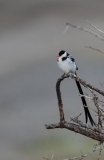 Pin-tailed whydah (Vidua macroura)