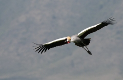 Crowned Crane (Balearica regulorum) in flight