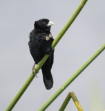 Fan-tailed Widow Bird (Euplectes axillaris) non-breeding plumage, molting male