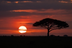 Scenic view of rising sun behind acacia tree