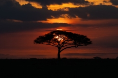 Scenic view of rising sun behind acacia tree