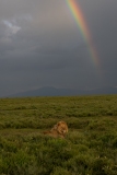 African Lion (Panthera Leo) lying in savanna grass under rainbow