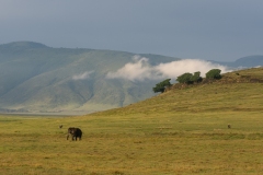 African Elephant (Loxodonta africana) in Ngorogor Crater with low clouds