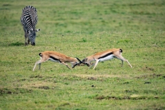 Thomson's Gazelle (Eudorcas thomsonii).  Two males fighting over a female