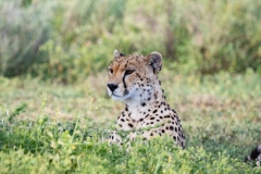 Cheetah (Acinonyx jubatus) resting in grass