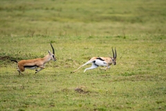 Thomson's Gazelle (Eudorcas thomsonii).  Two males fighting over a female