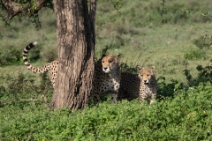 Cheetah (Acinonyx jubatus) mother and cubs