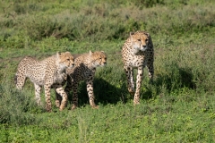 Cheetah (Acinonyx jubatus) mother and cubs