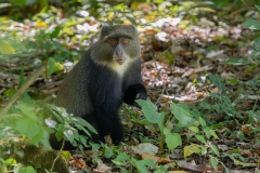 Blue Monkey (Cercopithecus mitis) looking at camera