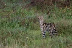 Serval (Leptailurus serval)