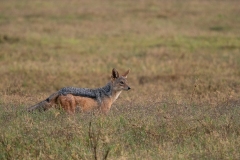 Black-Backed Jackal (Canis mesomelas) hunting in tall grass