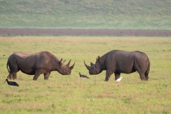 Black Rhinoceros (Diceros bicornis).  Two males engaged in a contest over territory