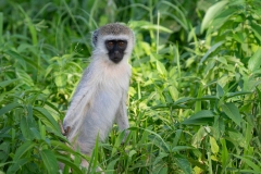 Vervet Monkey (Chlorocebus aethiops)