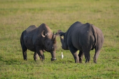 Black Rhinoceros (Diceros bicornis).  Two males engaged in a contest over territory