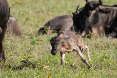 Blue Wildebeest or brindled gnu (Connochaetes taurinus) infant