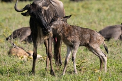 Blue Wildebeest or brindled gnu (Connochaetes taurinus) infant