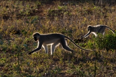 Vervet Monkey (Chlorocebus aethiops)