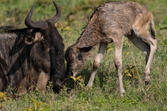 Blue Wildebeest or brindled gnu (Connochaetes taurinus) infant