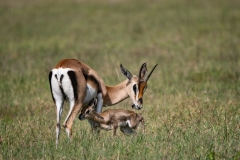 Thomson's Gazelle (Eudorcas thomsonii) mother and calf