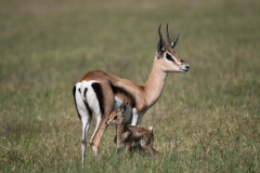 Thomson's Gazelle (Eudorcas thomsonii) mother and calf