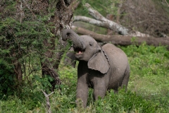 African Elephant (Loxodonta africana) baby browsing among acacia trees