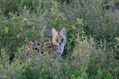 Serval (Leptailurus serval)