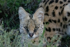 Serval (Leptailurus serval)