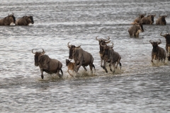 Blue Wildebeest or brindled gnu (Connochaetes taurinus) crossing a river