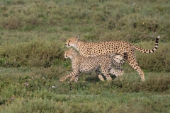 Cheetah (Acinonyx jubatus)