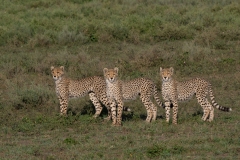 Cheetah (Acinonyx jubatus), three cubs standing together looking in direction of camera