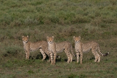 Cheetah (Acinonyx jubatus), three cubs standing together looking in direction of camera