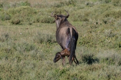 Blue Wildebeest or brindled gnu (Connochaetes taurinus) giving birth