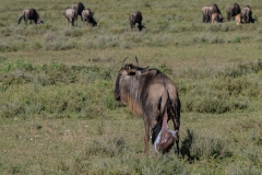 Blue Wildebeest or brindled gnu (Connochaetes taurinus) giving birth