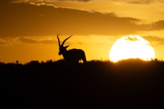 Grant's Gazelle (Nanger granti) silhouetted against the setting sun