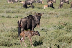 Blue Wildebeest or brindled gnu (Connochaetes taurinus) mother with calf