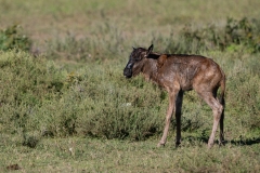 Blue Wildebeest or brindled gnu (Connochaetes taurinus)