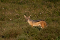 Black-Backed Jackal (Canis mesomelas)