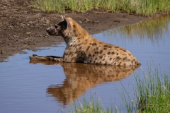 Spotted Hyena (Crocuta crocuta) resting in pond